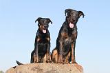 BEAUCERON - ADULTS and PUPPIES 002